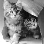 Cats in a bag