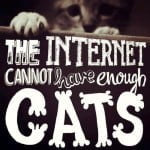 The internet cannot have enough cats!