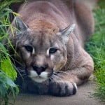 Cougar in a UK wildlife park