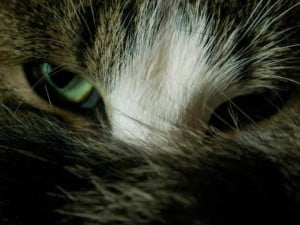 Dreamy Eyed Cat