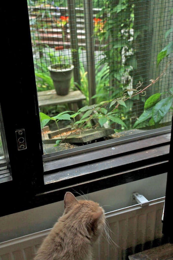Finnish Cat Enclosure