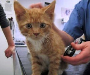Kitten in veterinarian's surgery getting ready for a vaccination.