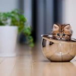 Little teacup kitten