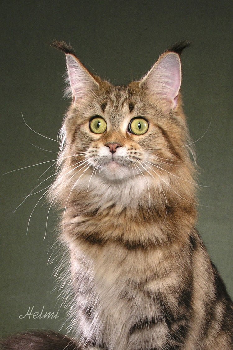 Pretty Maine Coon cat