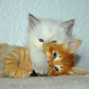 Two Blue Eyed Kittens
