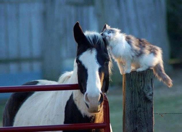Cat Head Butts a Horse Companion