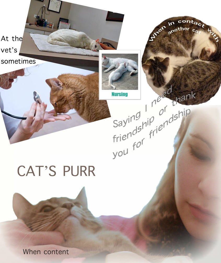 Cat Purr Facts For Kids