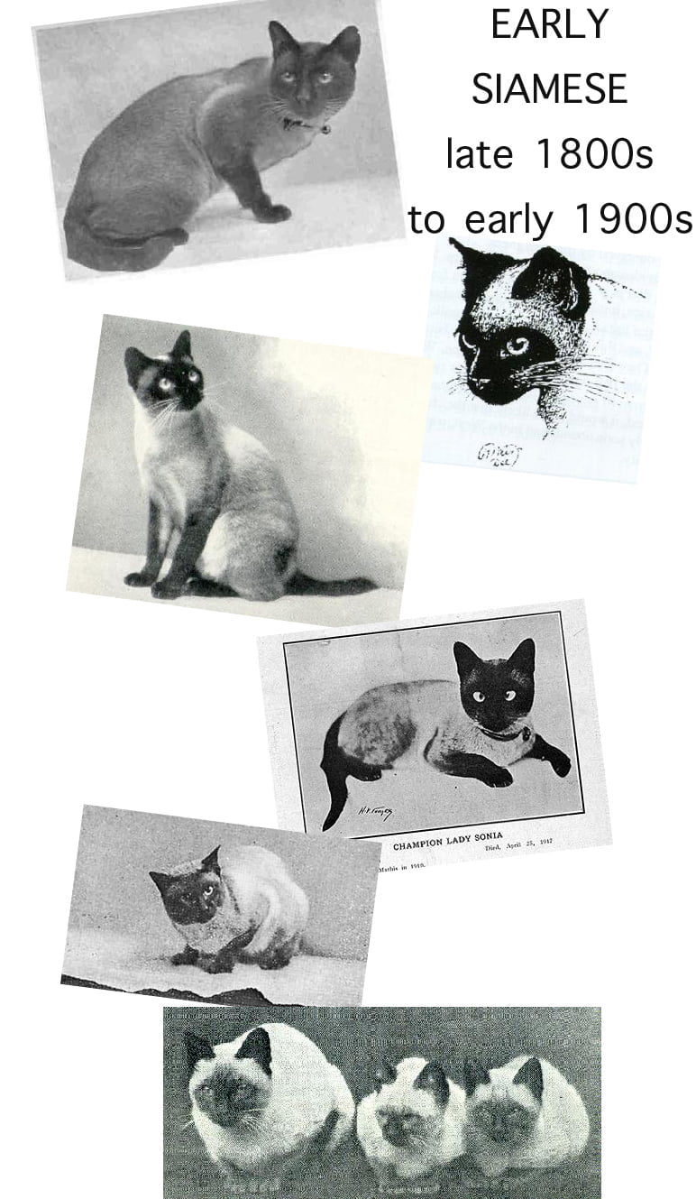 Early Siamese Cats