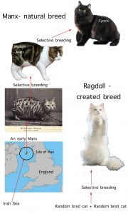 Explaining Cat Breeds For Kids