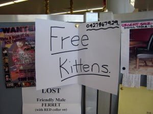 Free Kittens Sign In Shop