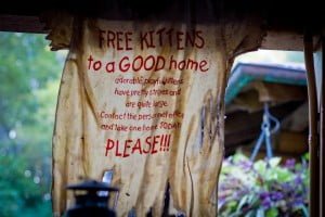 Free Kittens - Take One Today Please