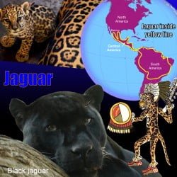 Jaguar Cat Facts For Kids