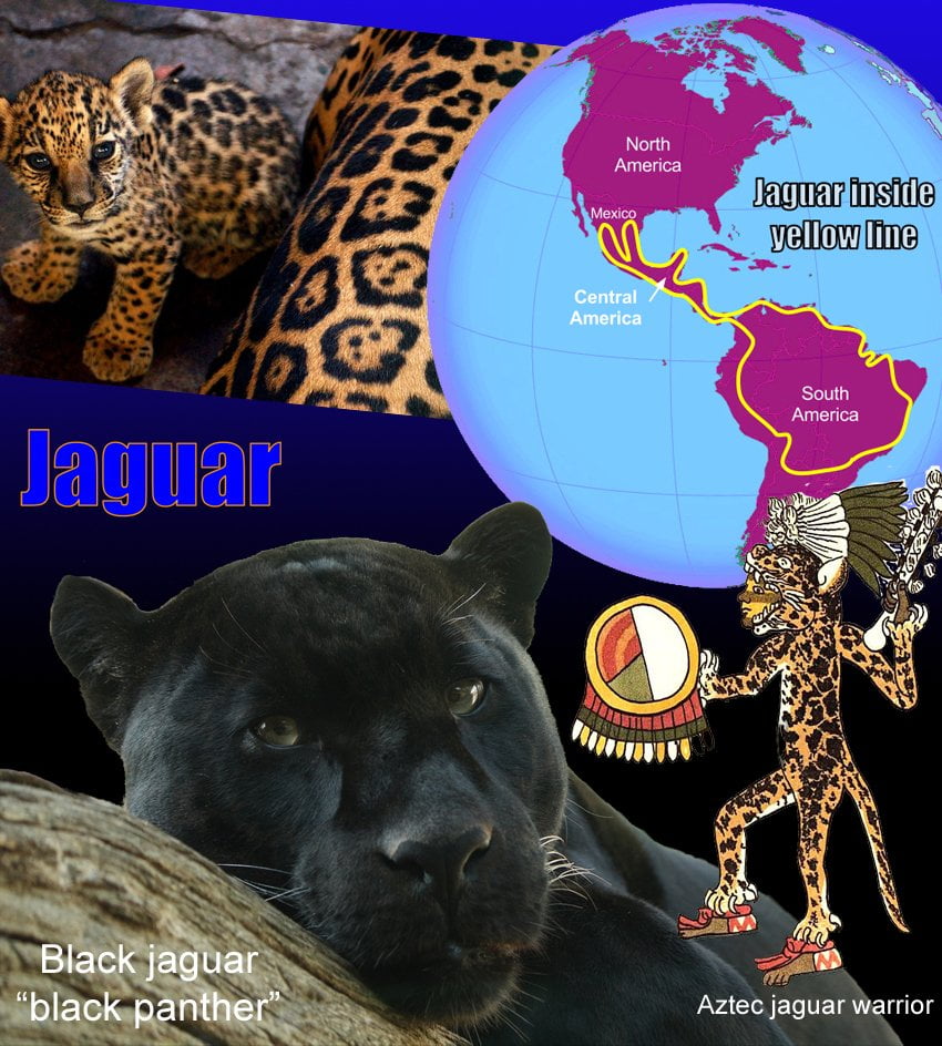 Jaguar Cat Facts For Kids – PoC