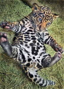 Leopard Cub