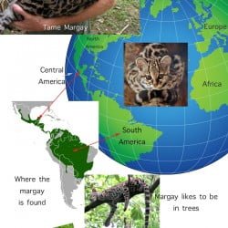 Margay Cat Facts For Kids