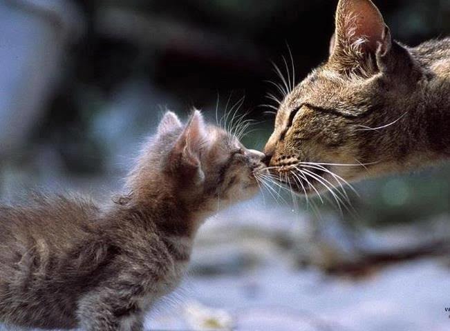 Mother Cat Kisses Her Kitten