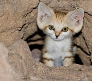 Sand Kitten