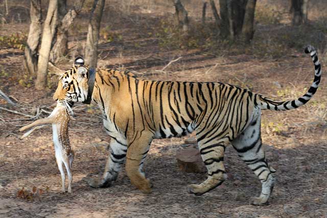 Tiger with Prey
