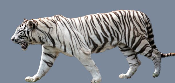 White Tiger Facts For Kids