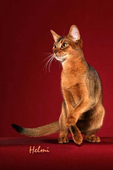 Abyssinian Cat "Star"