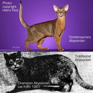 100 Years of Abyssinian Cat Breeding