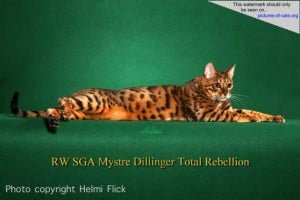 Dillinger Bengal Cat