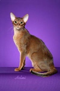 Abyssinian cat "Diego"