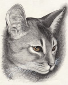 Beautiful Abyssinian Cat Drawing