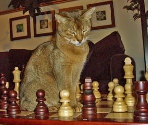 Abyssinian Cat as a Chess Piece