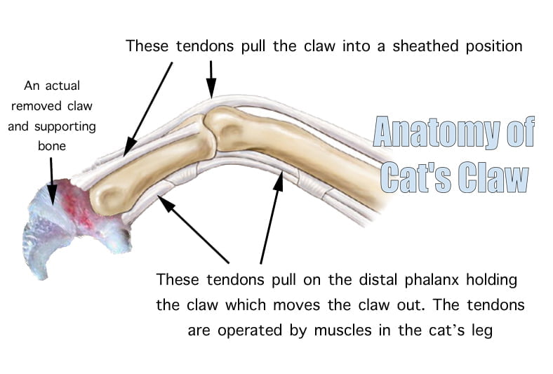 Anatomy of a Cat's Claw
