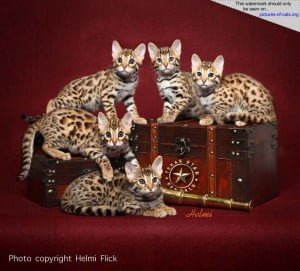 Bengal Cat Group Photograph