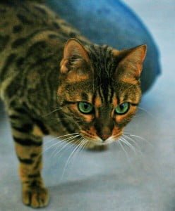 Bengal Cat With Great Eyes