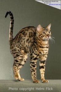 Bengal Cat Looking Like a Paperclip