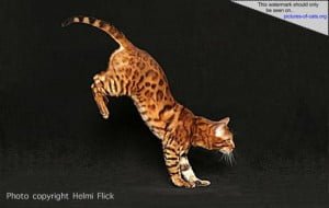 Bengal Cat Jumping