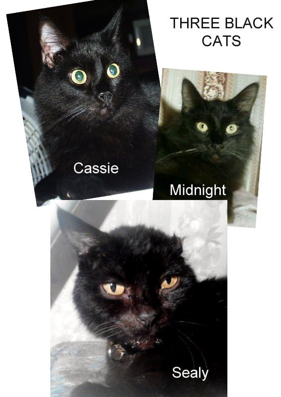 Three Black Cat Personalities