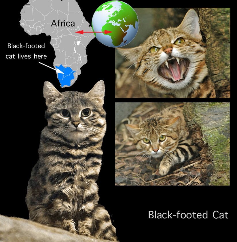 Black-footed Cat Facts For Kids
