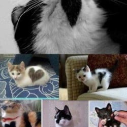 Cat Heart Shaped Fur Patterns