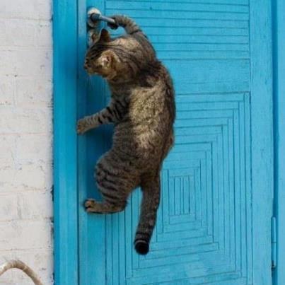 Cat Opening Door