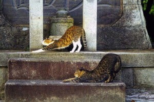 Cat Stretch