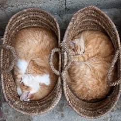 Cat Symmetry and Harmony