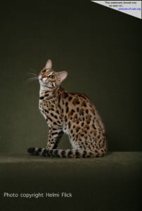 F1 Bengal Cat STRIKER