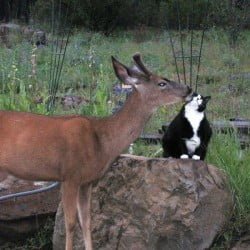 Fat Cat Slender Deer