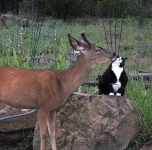 Fat Cat Slender Deer
