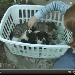 Girl and Boy Admire Cat and Kittens