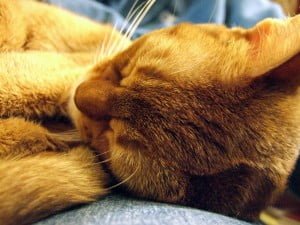 Glowing Coat of Abyssinian Cat
