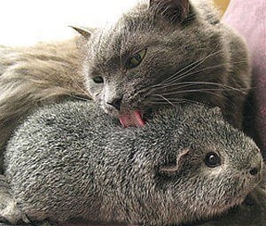 Grey Cat Cares For Grey Hamster