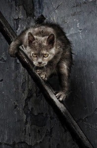 The Independent Cat