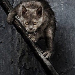 The Independent Cat