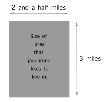 Range size of Jaguarundi