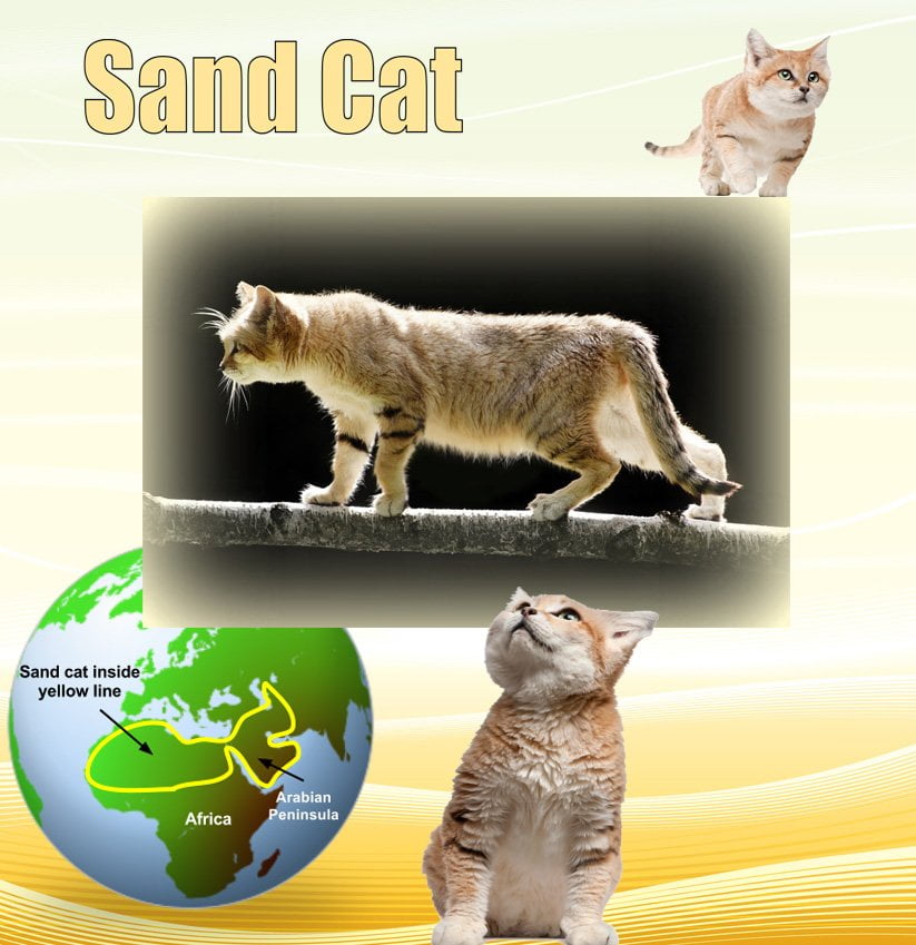 Sand Cat Facts For Kids